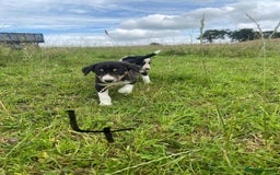 Border Collie dogs for sale: Four Female Border Collie Puppies  - Image 5