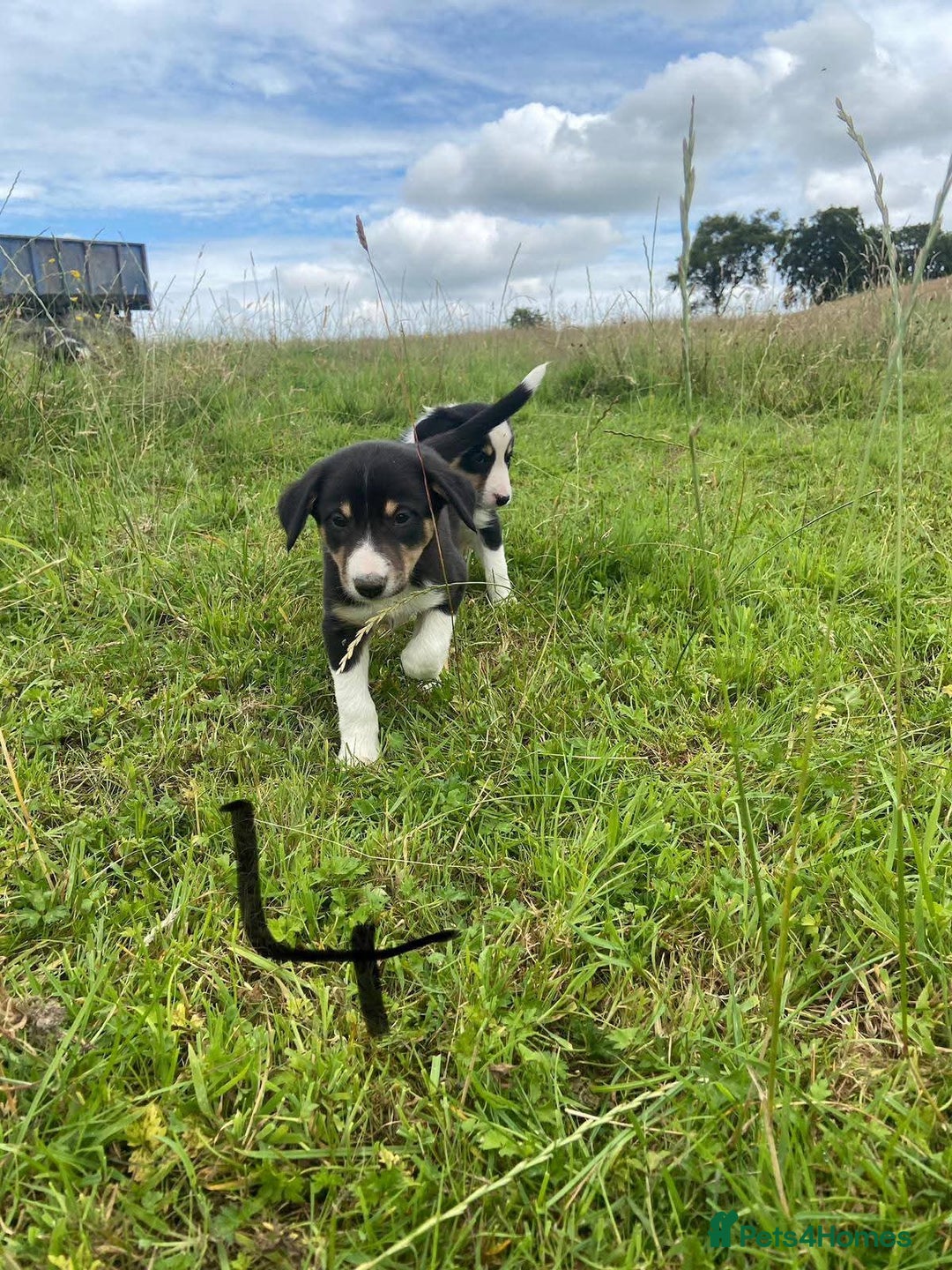 Border Collie dogs for sale: Four Female Border Collie Puppies  - Image 5