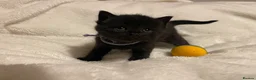 Mixed Breed cats for sale: The Little Pumpkin Patch Litter - 1 girl & 5 boys - Advert 17