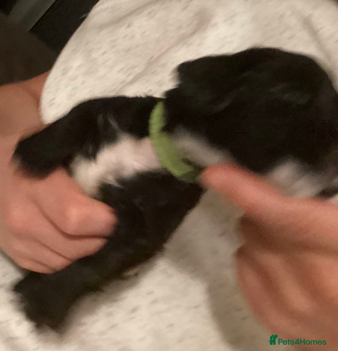 Cocker Spaniel dogs for sale: KC registered working cocker spaniel puppies  - Advert 23