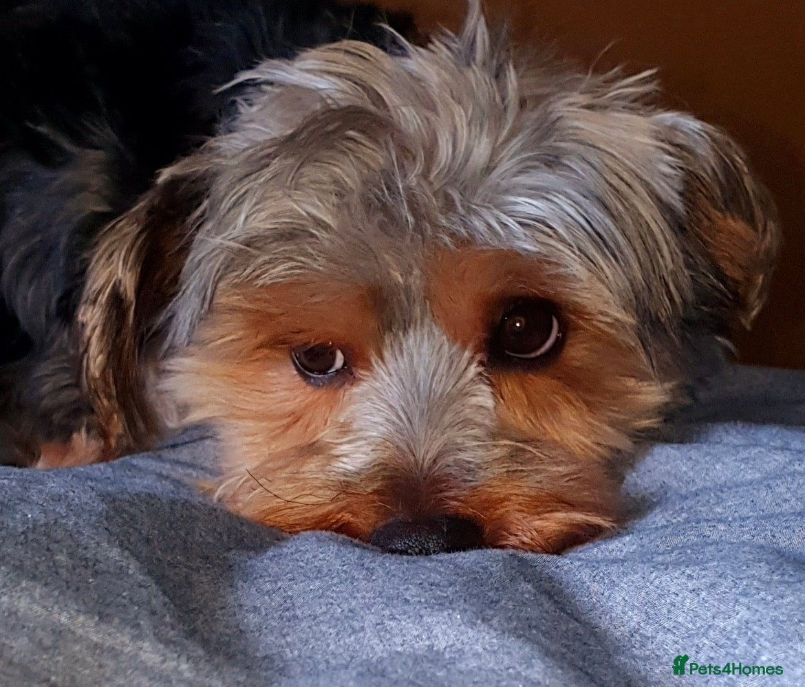 Yorkshire Terrier dogs Dog for stud - Advert 5