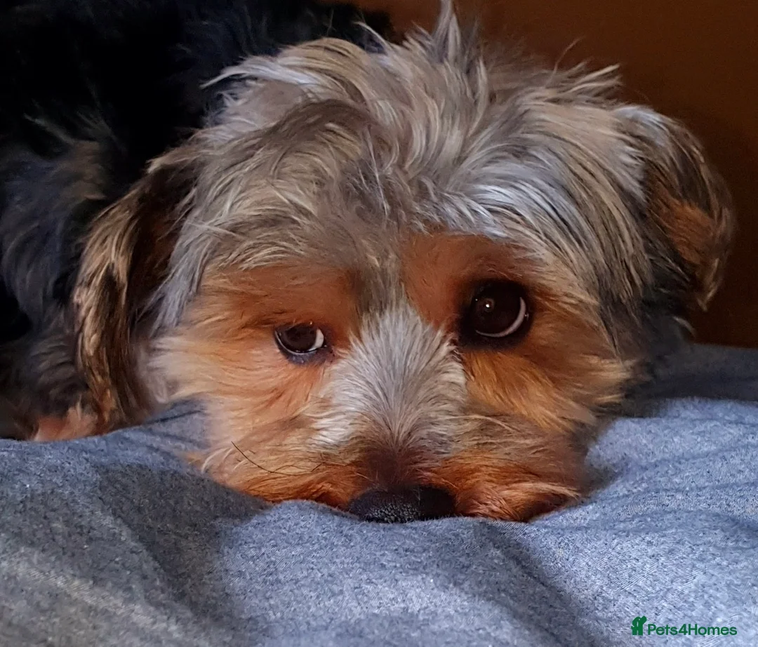 Yorkshire Terrier dogs for stud: Dog for stud in Southampton - Advert 1