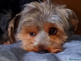 Yorkshire Terrier dogs Dog for stud - Advert 5