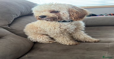 Poochon dogs - Advert 9