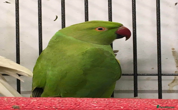 Parrots birds - Advert 1