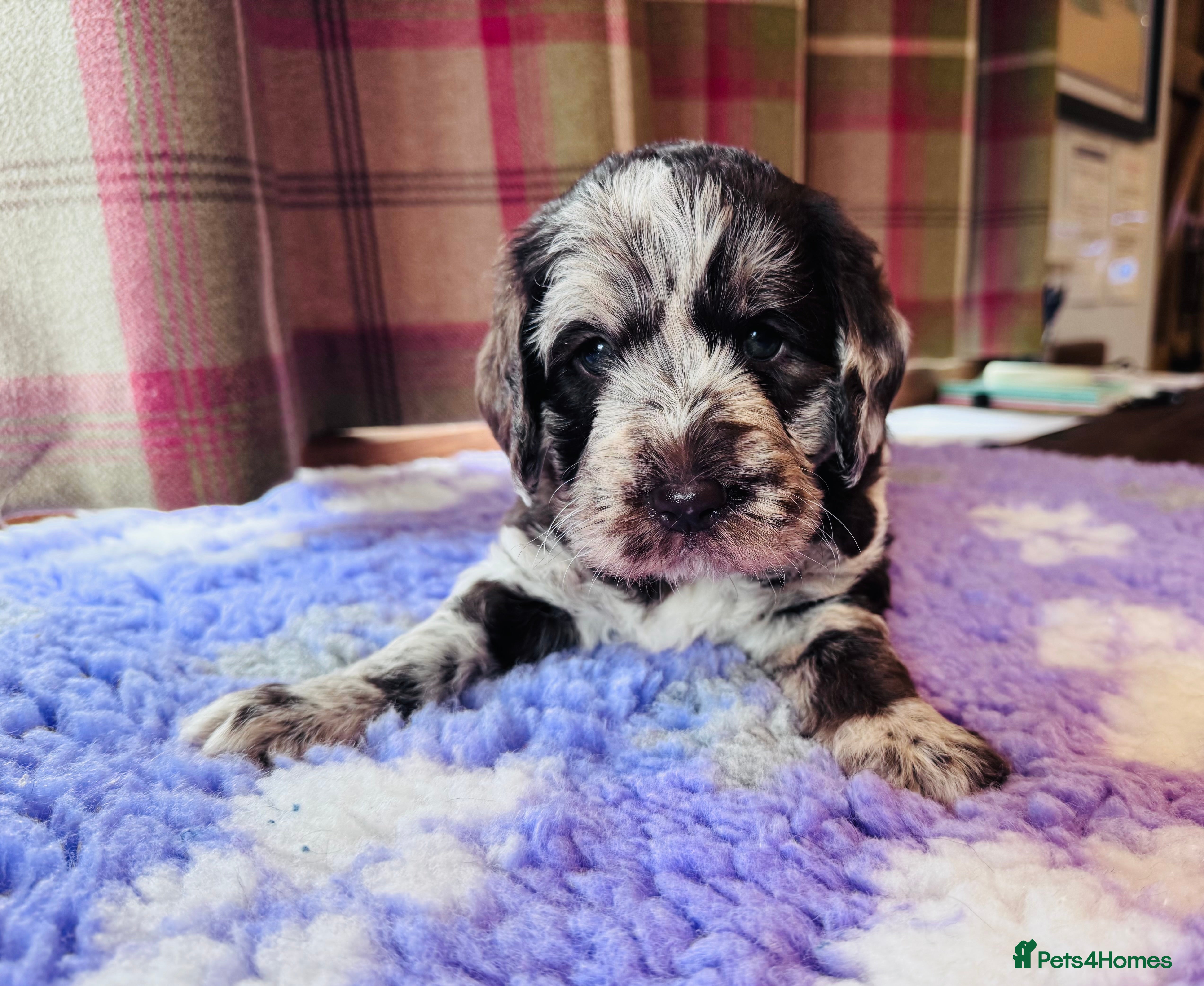 Labradoodle dogs Chocolate & chocolate Merle Labradoodles 🐾🐾🐾 - Advert 1