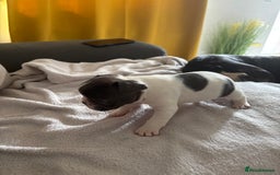 French Bulldog dogs for sale: Adorable French bulldog puppies for sale - Image 28