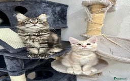 Maine Coon cats for sale: Pedigree TICA Registered Maine Coon Kittens - Image 23