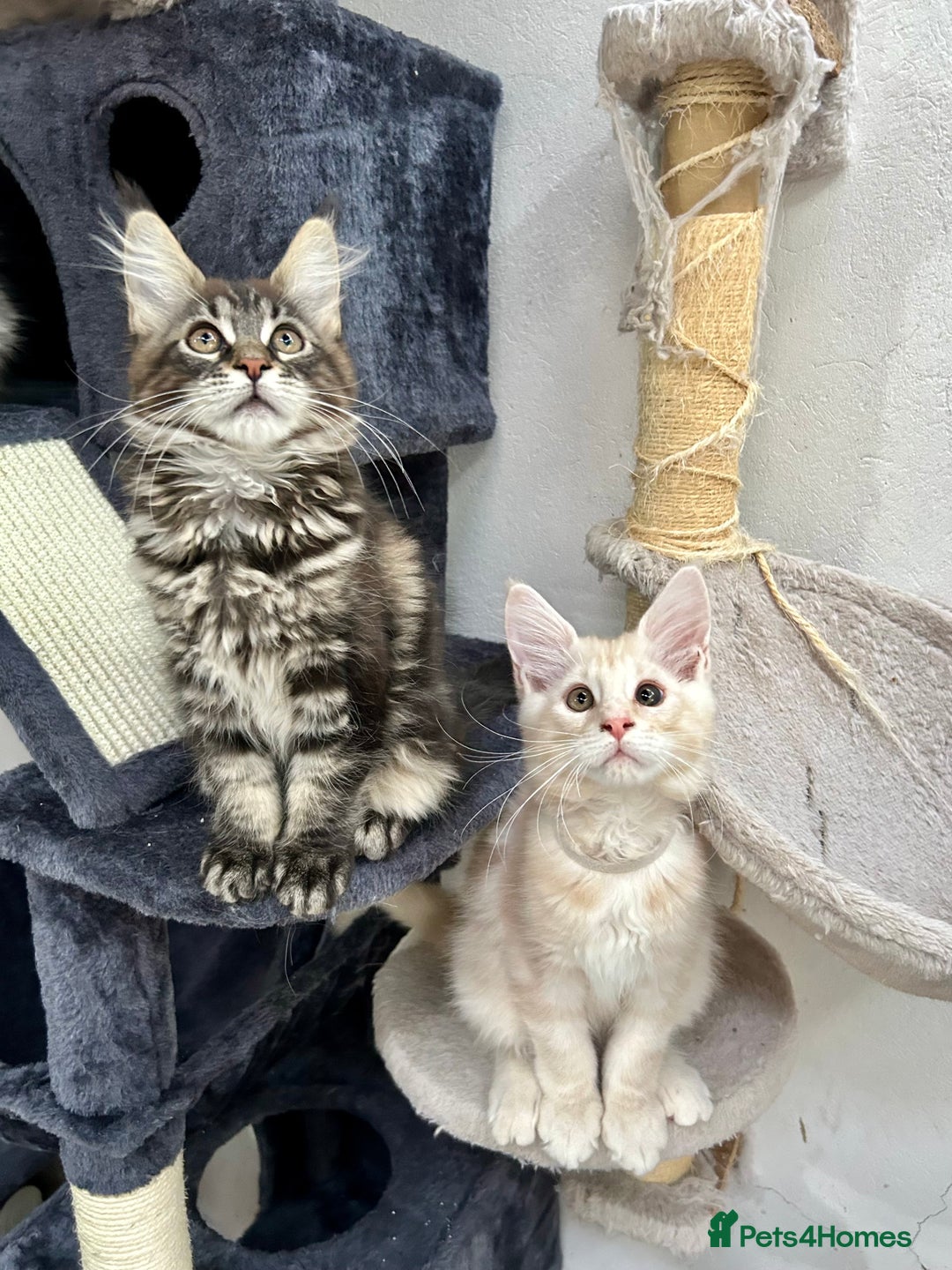 Maine Coon cats for sale: Pedigree TICA Registered Maine Coon Kittens - Image 23