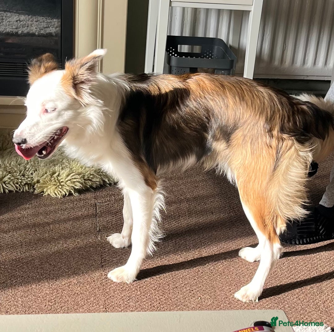 Border Collie dogs for stud: Gorgeous sable border collie for stud - Advert 5