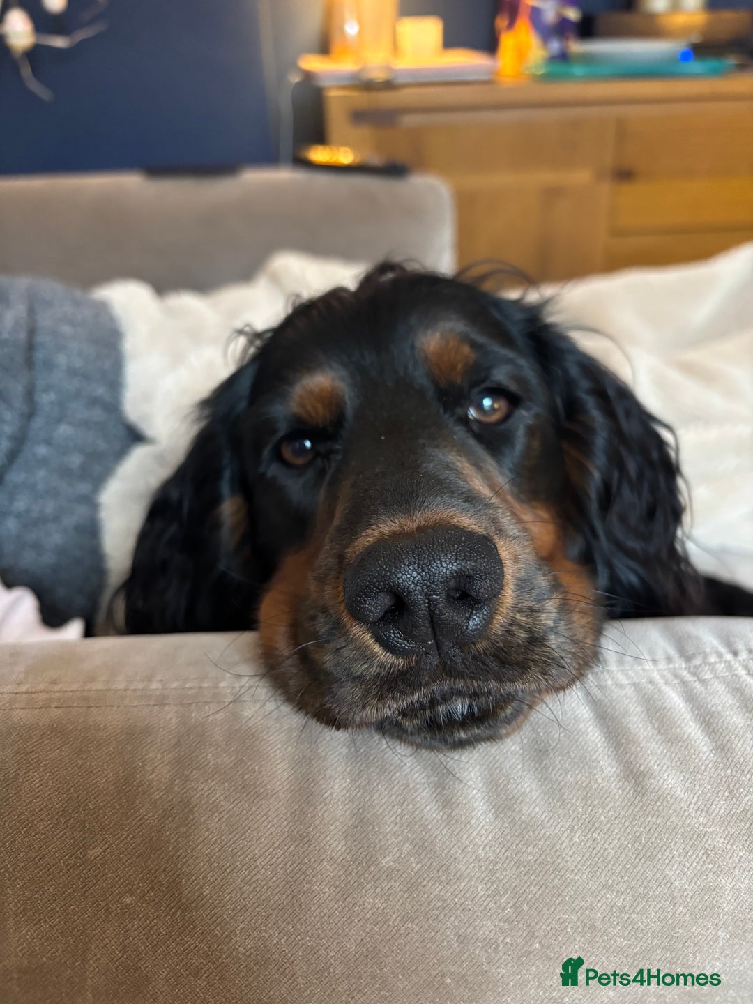 Cocker Spaniel dogs for stud: Black and tan Cocker Spaniel for stud - Image 5