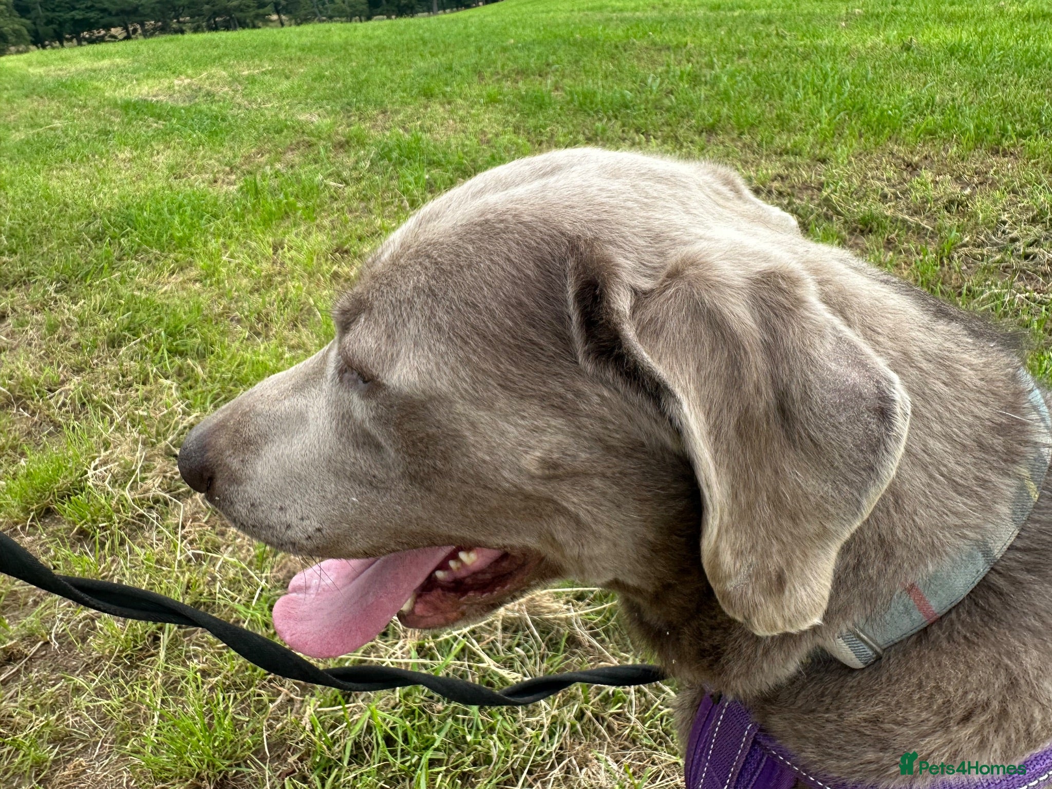 Labrador Retriever dogs KC Registered Stunning Silver Labrador - Advert 2