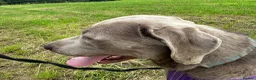 Labrador Retriever dogs for sale: KC Registered Stunning Silver Labrador in Auchterarder - Advert 2