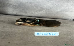 Cocker Spaniel dogs for sale: ✨show type cocker spaniel ✨ - Image 2