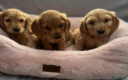 Cocker Spaniel dogs for sale: Crocker spaniel puppy's  - Image 7