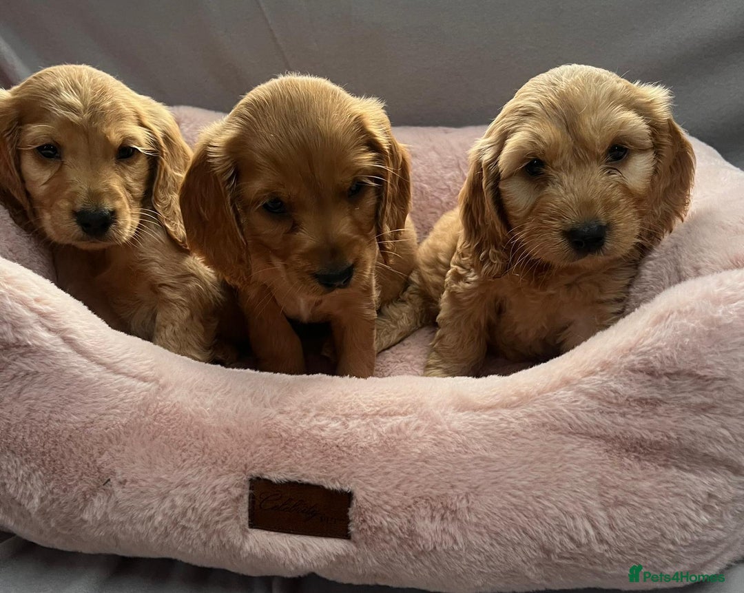 Cocker Spaniel dogs for sale: Crocker spaniel puppy's  - Image 7
