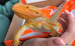 Bearded Dragon reptiles for sale: Beautiful Citrus Bearded Dragon and 3ft Vivarium - Image 1