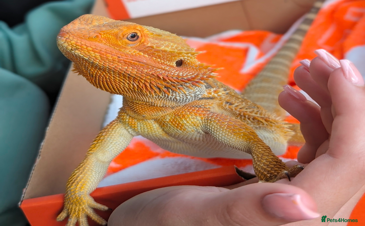 Bearded Dragon reptiles - Advert 1