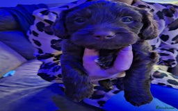 Mixed Breed dogs for sale: Shihpoo Puppies  - Image 11