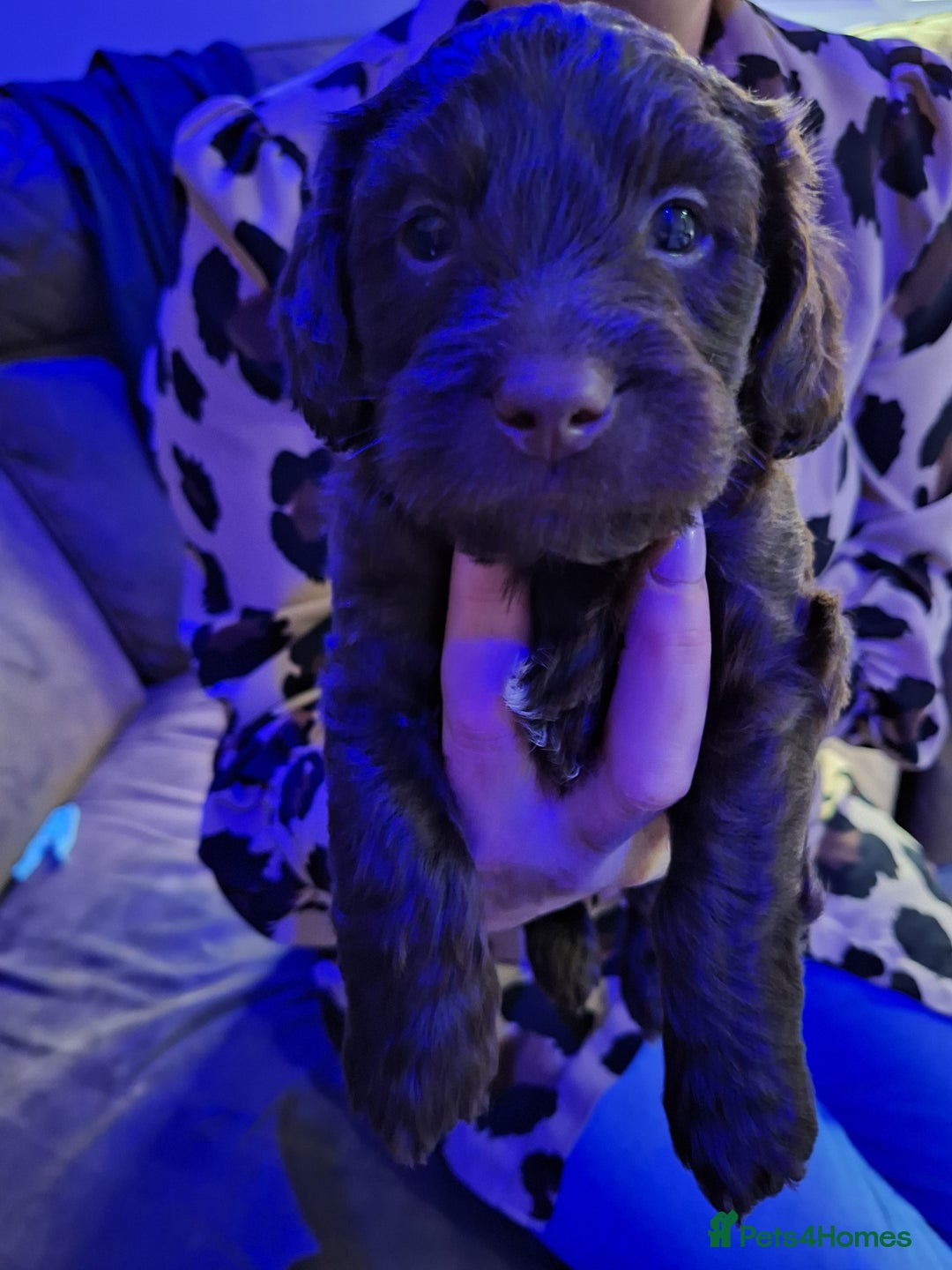 Mixed Breed dogs for sale: Shihpoo Puppies  - Image 11