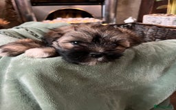 Lhasa Apso dogs for sale: Lhasa apso puppies  - Advert 5