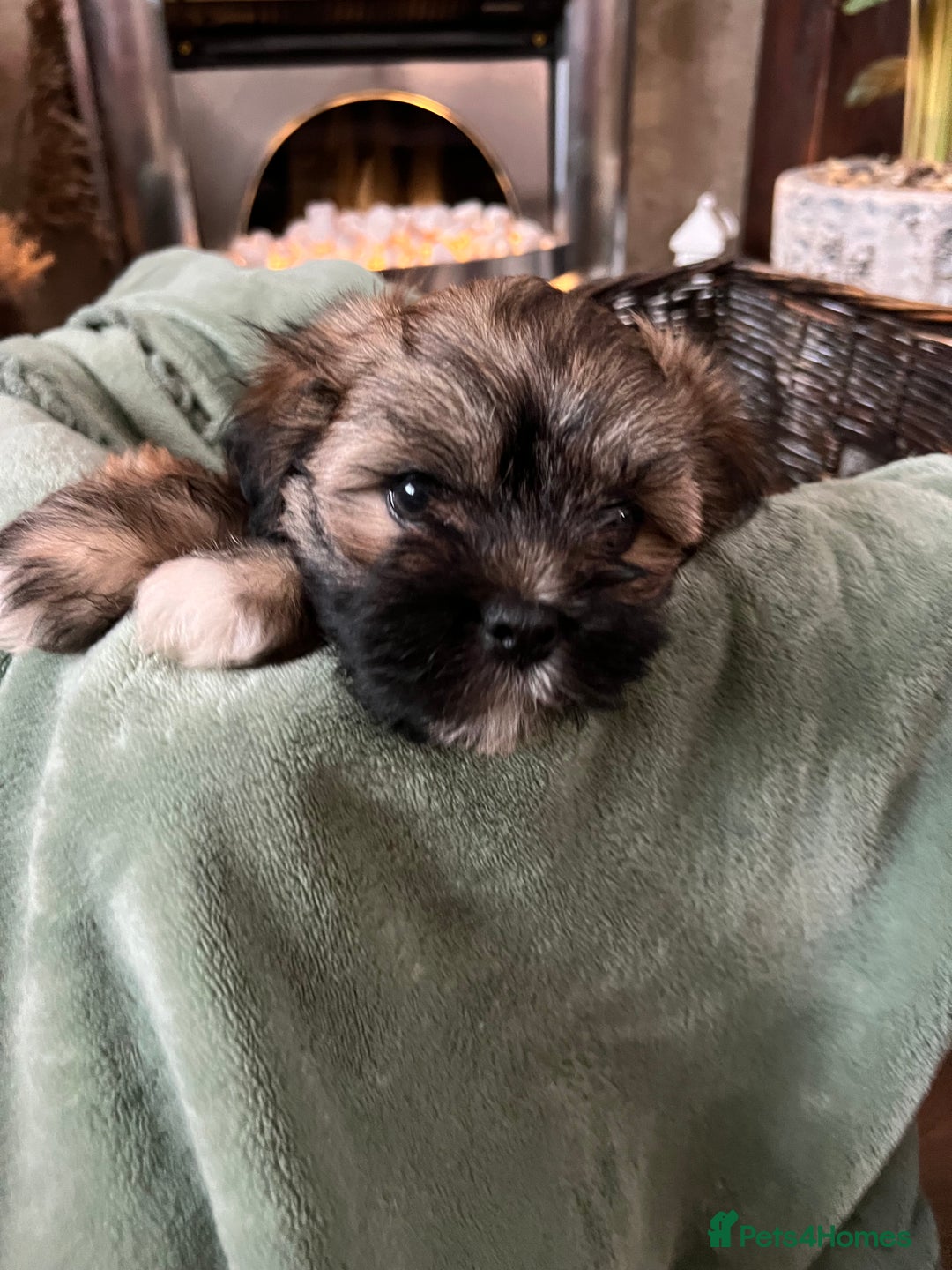 Lhasa Apso dogs for sale: Lhasa apso puppies  - Advert 5