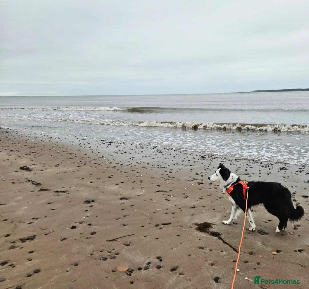 Border Collie dogs for sale: Loving young female border collie for pet home - Advert 8
