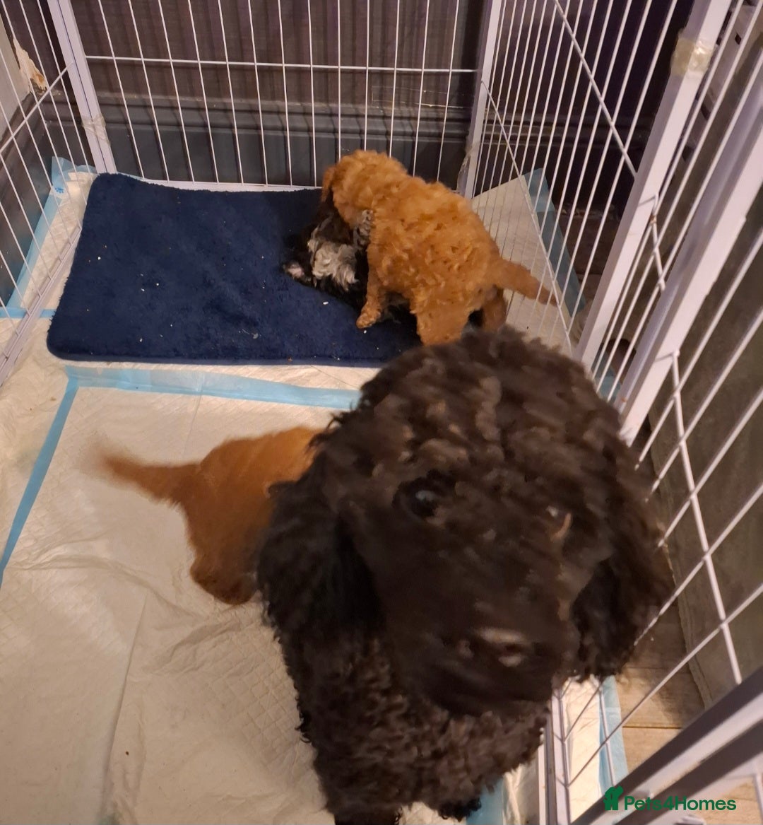 Cockapoo dogs for sale: Minature cockapoo  - Advert 1