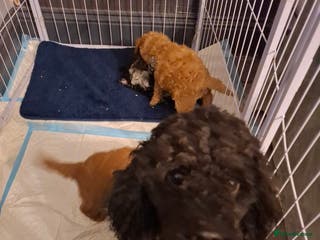 Cockapoo dogs Minature cockapoo - Advert 1