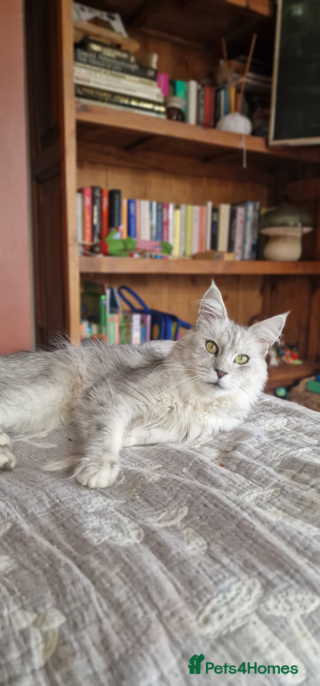 Maine Coon cats for sale: Evie and Dory main coons  - Advert 2