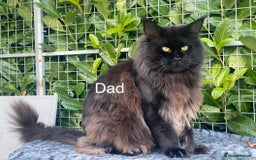 Maine Coon cats for sale: Tica Stunning Kittens  - Image 17