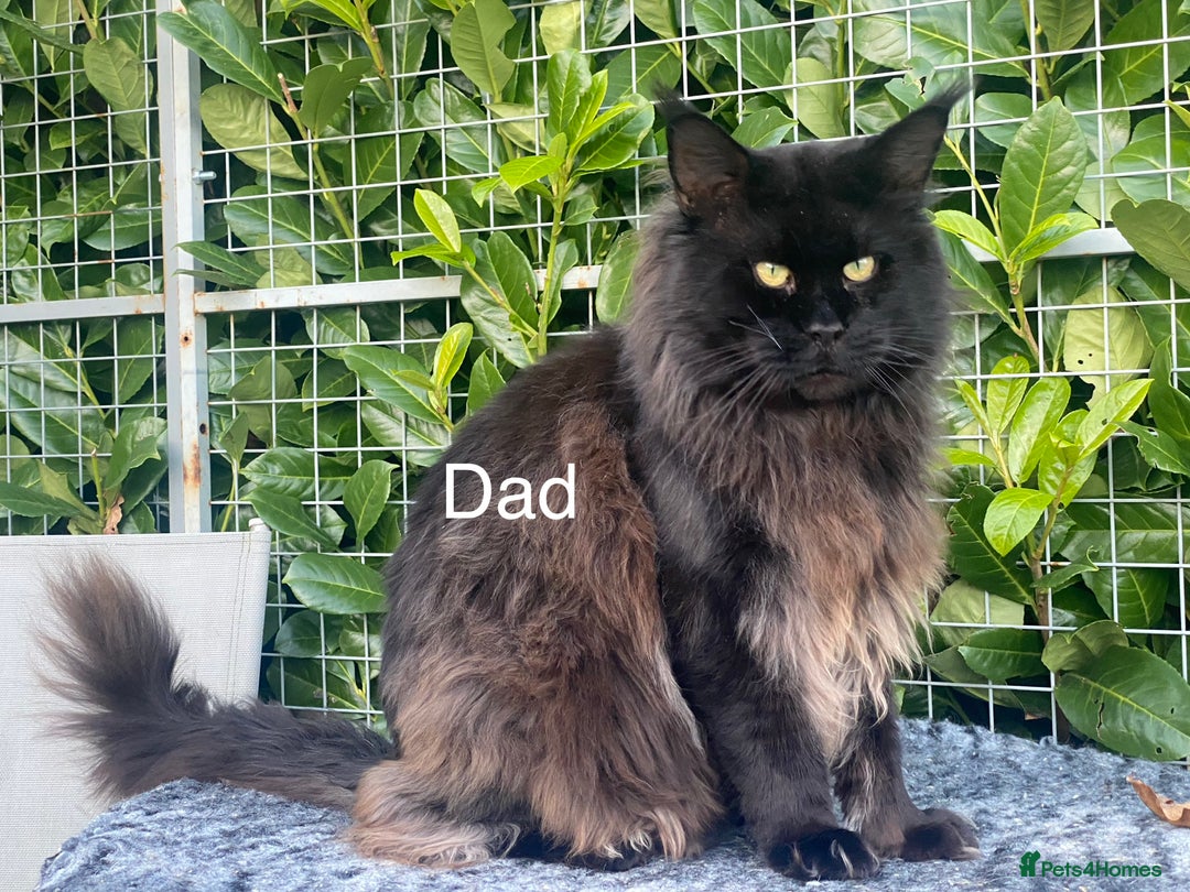 Maine Coon cats for sale: Tica Stunning Kittens  - Image 17