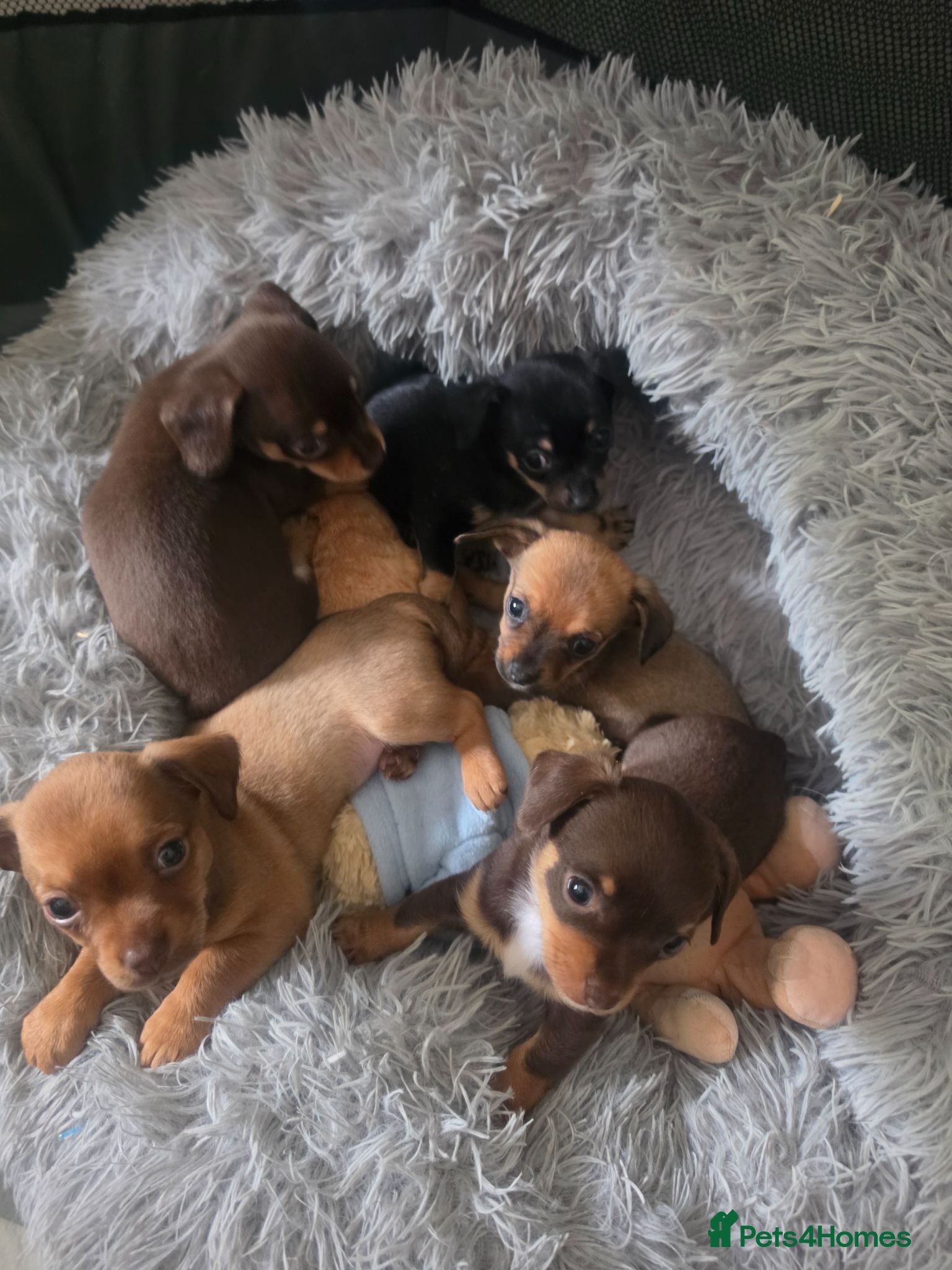 Chiweenie dogs Chiweenie puppies - Advert 6