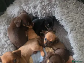 Chiweenie dogs Chiweenie puppies - Advert 5