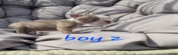 Boston Terrier dogs for sale: Beautiful baby bostons  - Advert 9