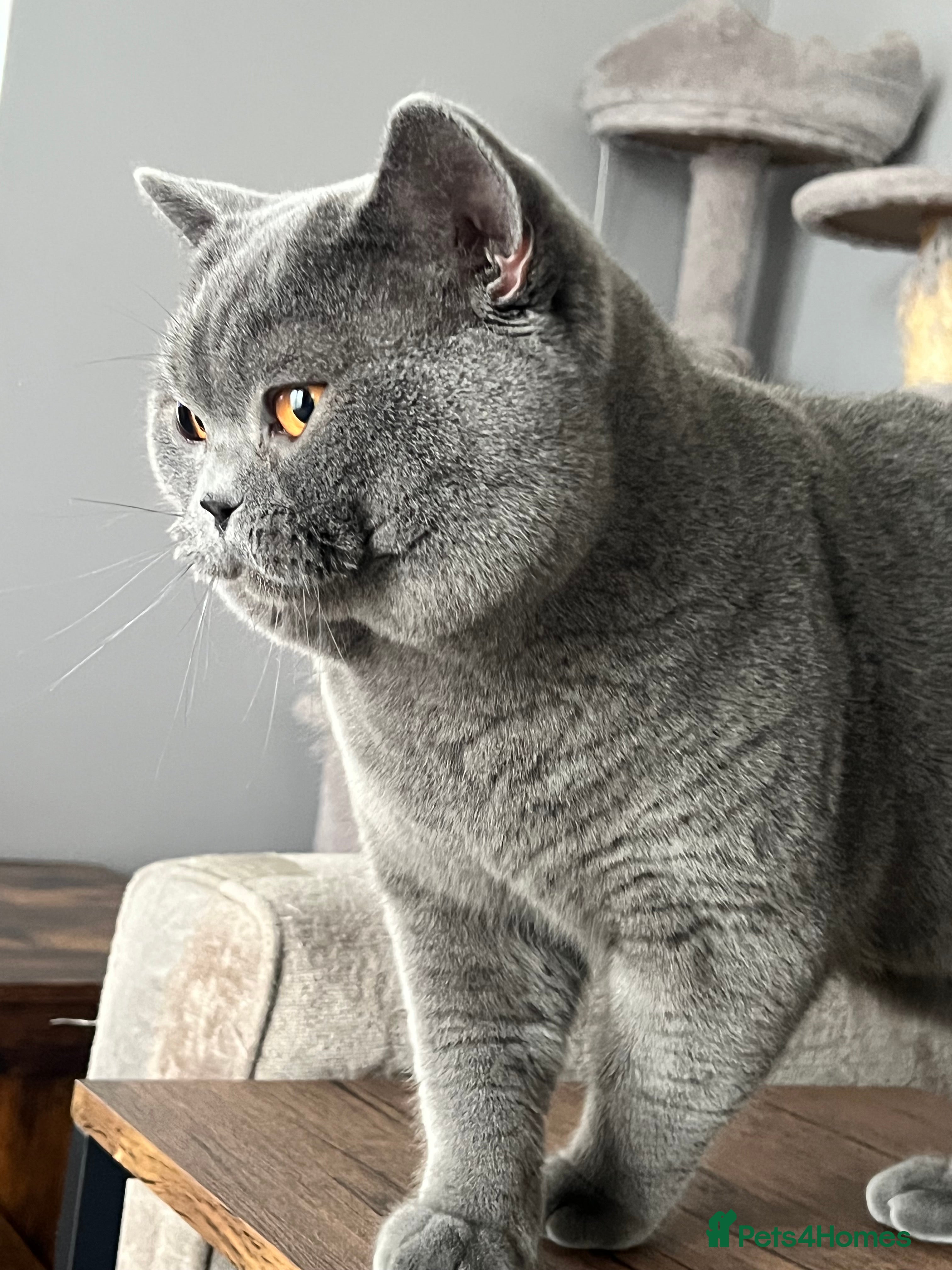 British Shorthair cats British Shorthair for Stud - Advert 2