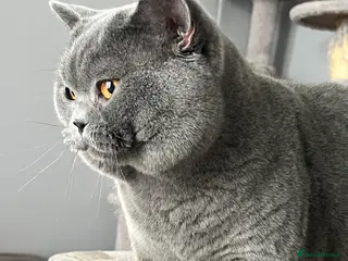 British Shorthair cats British Shorthair for Stud - Advert 2