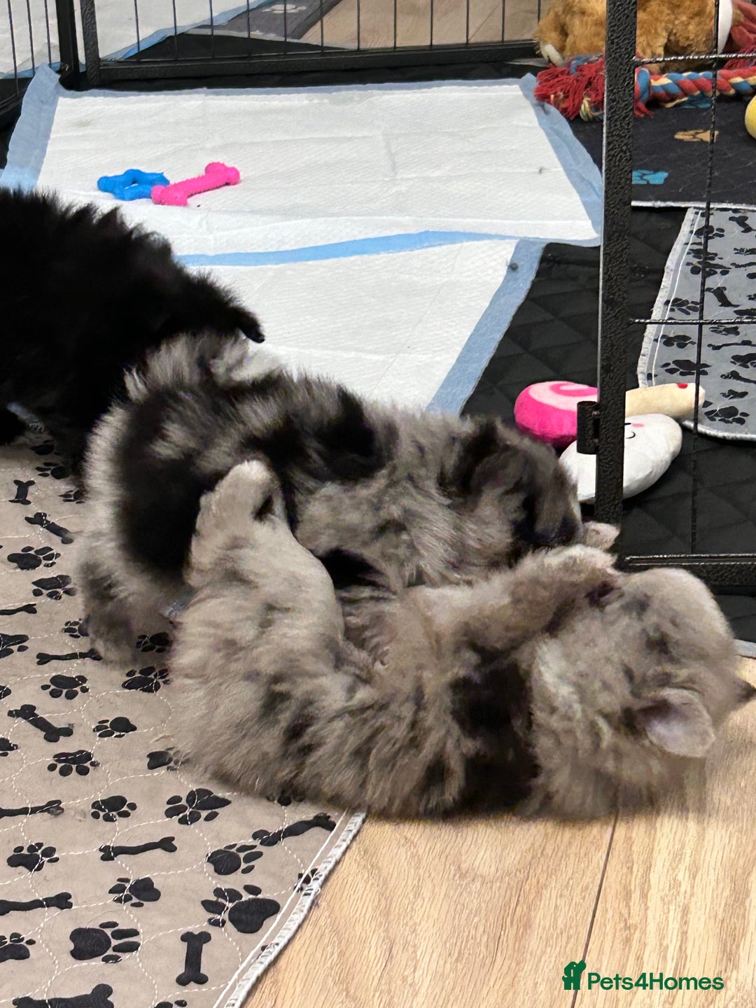 Pomeranian dogs for sale: Pomeranians - ONLY BLACK BOY LEFT - Advert 24