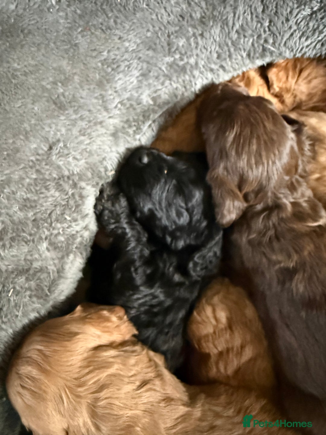 Cockapoo dogs for sale: 8 beautiful miniature cockapoo puppies - Advert 6