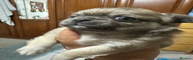 Chihuahua 2