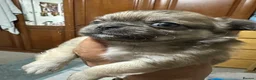 Chihuahua dogs for sale: Beautiful long-haired chihuahuas  - Advert 23