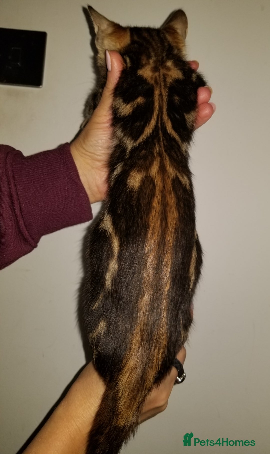 Bengal cats for sale: Top quality pure Marble Bengal kitten available  in Watford - Image 2