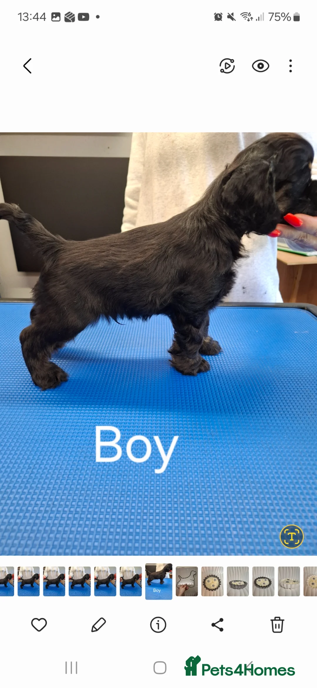 American Cocker Spaniel dogs for sale: American Cocker Spaniel puppies  - Advert 2