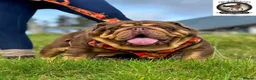 English Bulldog dogs for sale: 🔥 Epic Bullyz Major Daughter X Posher Turkish 🔥  - Advert 6