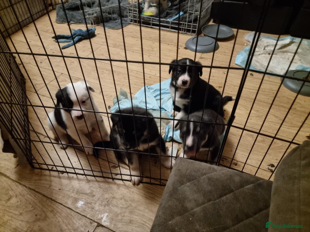 Mixed Breed dogs for sale: Husky mix Labrador  - Advert 7