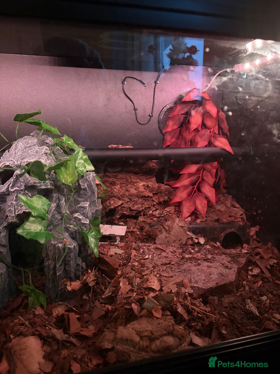 Python Snake reptiles for sale: Albino Het Pied male ball python + setup - Advert 5