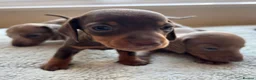 Dachshund dogs for sale: Standard Dachshund Puppies in Eye - Advert 5