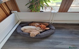 Cockapoo dogs for sale: Cockapoo puppies - Image 1