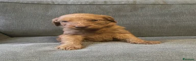 Irish Doodle Puppy 6