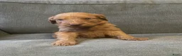 Irish Doodle dogs for sale: F1B Irish doodle puppies   - Advert 12